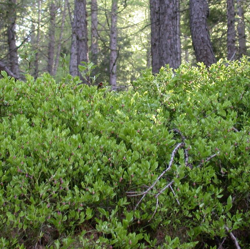  Image name: mirtillo4.jpg 
 width: 800 pixel 
 height: 797 pixel 
 Size: 151438 bytes 
 Click to enlarge 